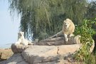 Зоопарк и аквариум Аль-Айна © Ranjith-chemmad @ wikimedia.org / CC BY-SA 4.0.