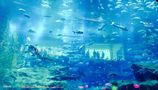 The Dubai Aquarium