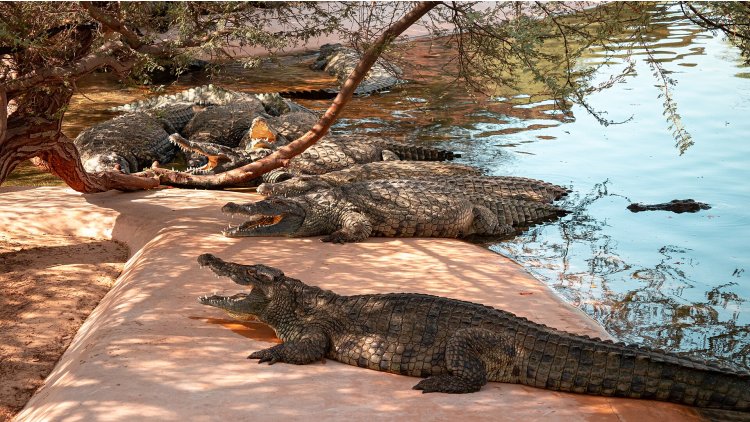 Крокодиловый парк Dubai Crocodile Park