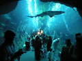 Дубайский аквариум и подводный зоопарк © Leandro Neumann Ciuffo @ flickr.com / CC BY 2.0.